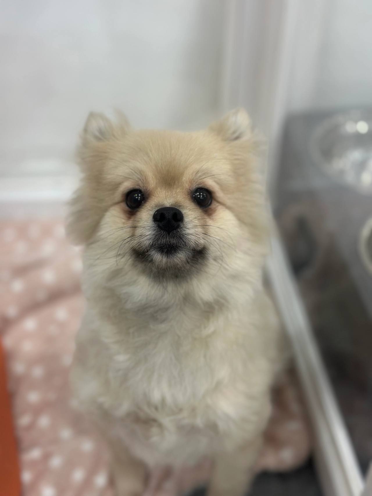 연유