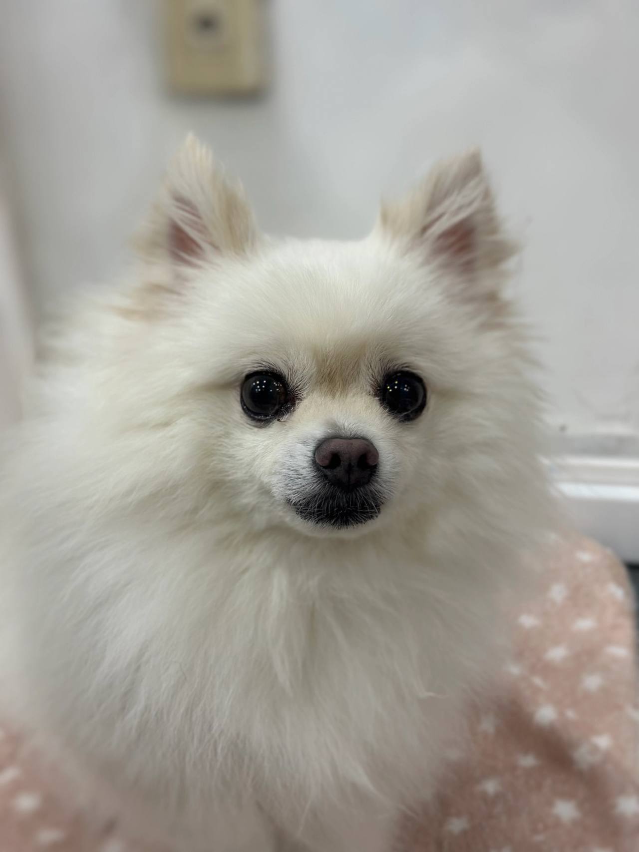 퍼비